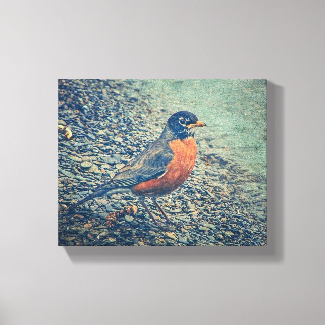 American Robin Bird Wrapped Canvas (Front)
