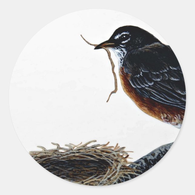 American robin building a nest classic round sticker (Front)