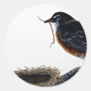 American robin building a nest classic round sticker