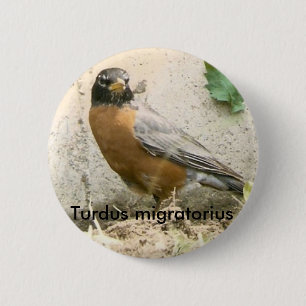 American Robin Button