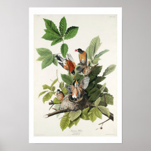 American Robin by Audubon Poster