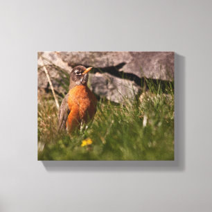 American Robin Canvas Print