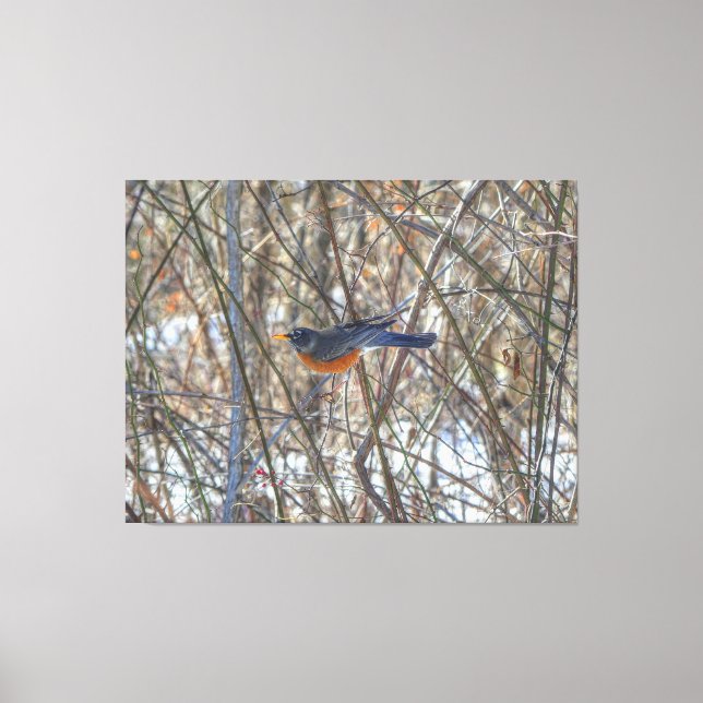 American Robin Canvas Print (Front)