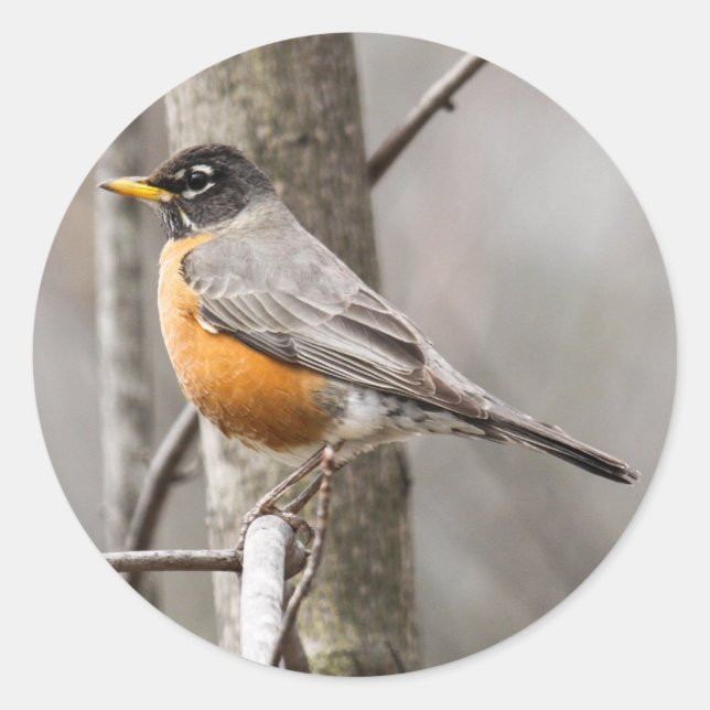 American Robin Classic Round Sticker (Front)