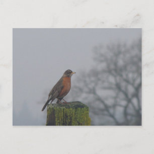 American Robin fencepost Postcard