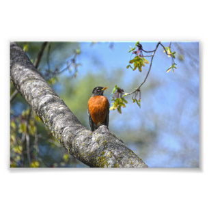 American Robin in a Maple Tree Photo Print