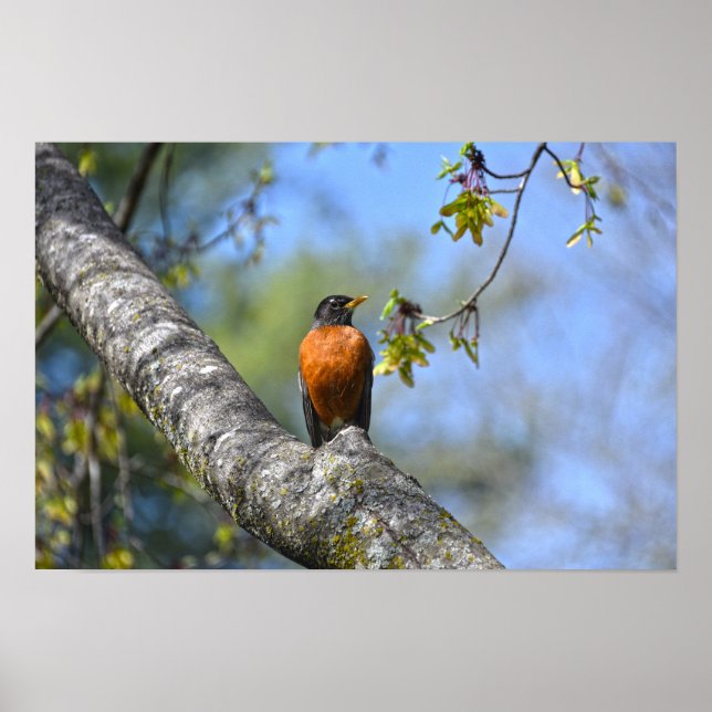 American Robin in a Maple Tree Poster (Front)