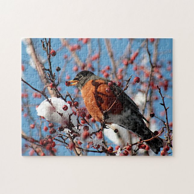 American robin jigsaw puzzle (Horizontal)
