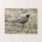 American Robin