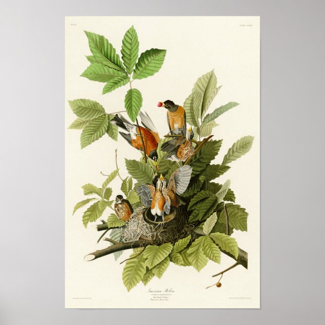 American Robin John James Audubon Birds of America Poster (Front)