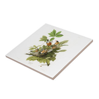 American Robin John James Audubon Birds of America Tile