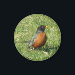 American Robin Magnet<br><div class="desc">Amercan robin decorates this useful magnet- great for home or office,  animal and bird watchers alike !</div>