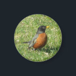 American Robin Magnet<br><div class="desc">Amercan robin decorates this useful magnet- great for home or office,  animal and bird watchers alike !</div>