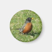 American Robin Magnet