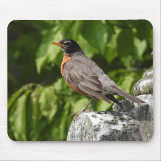 American Robin Perched on a rock Mouse Pad