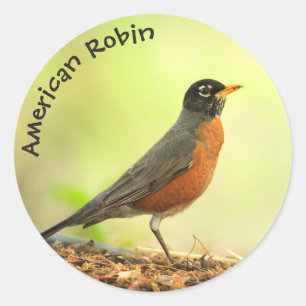 American Robin Photo Classic Round Sticker