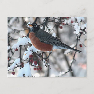 American robin postcard