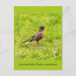 American Robin Postcard