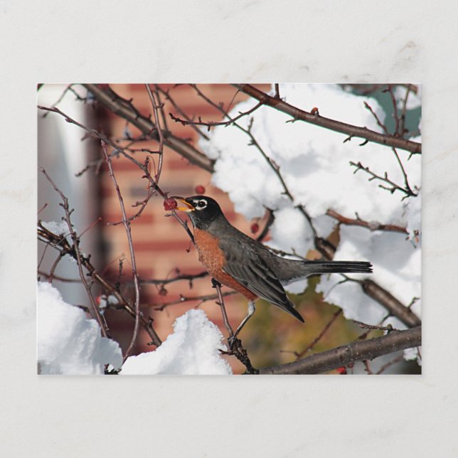 American robin postcard (Front)