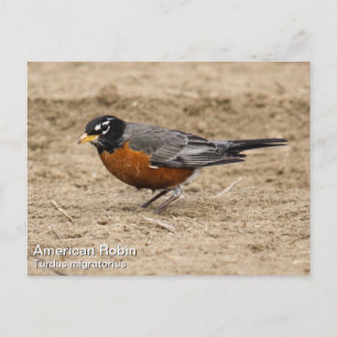 American Robin Postcard