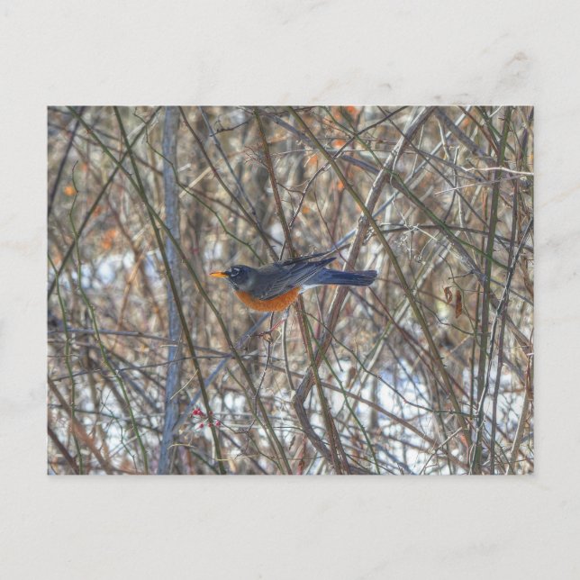 American Robin Postcard (Front)