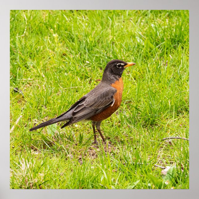 American Robin Poster (Front)