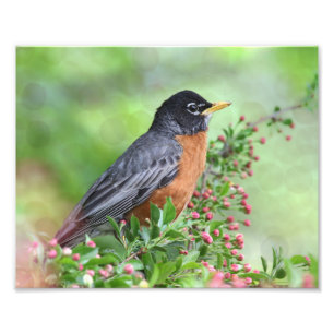 American Robin Sitting in a Kaido Crab Apple Tree Photo Print
