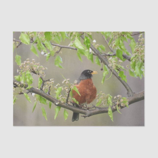 American Robin Spring Blossoms Tissue Paper (Front)