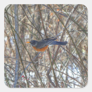 American Robin  Square Sticker