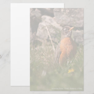 American Robin Stationery