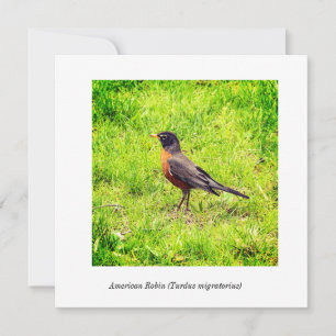 American Robin (Turdus migratorius)