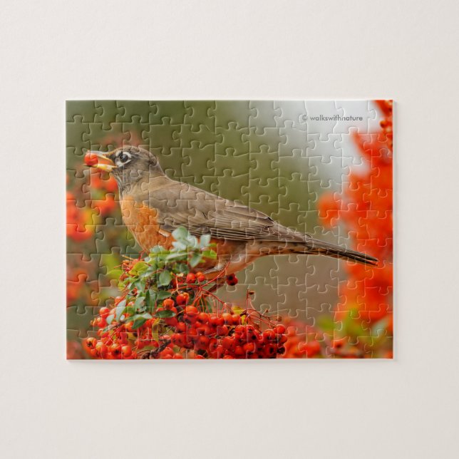 American Robin with a Pyracantha Pomme Jigsaw Puzzle (Horizontal)
