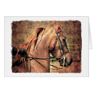 American Saddlebred