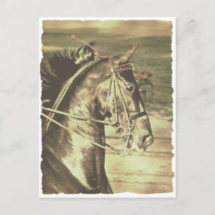 American Saddlebred Faux Vintage Postcard