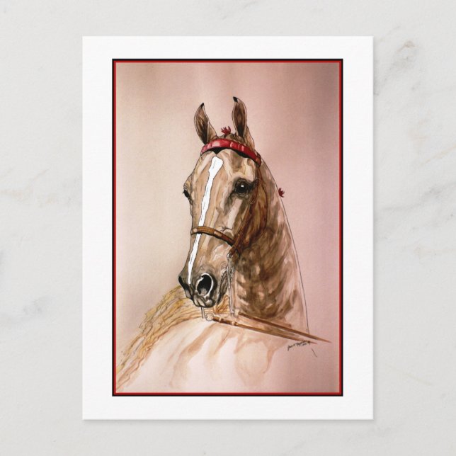American Saddlebred Horse Postcard (Front)