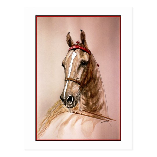 American Saddlebred Horse Postcard