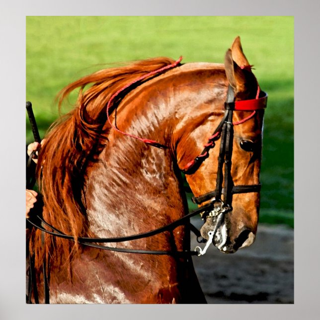 American Saddlebred Horse Poster Print (Front)