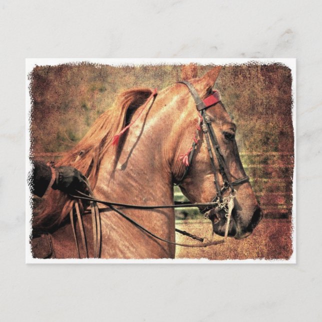 American Saddlebred Postcard (Front)