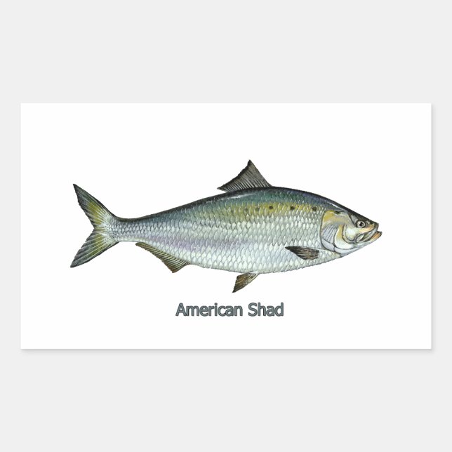 American Shad Sticker (Front)