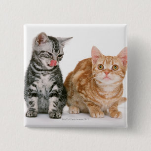 American Shorthair 2 Inch Square Button