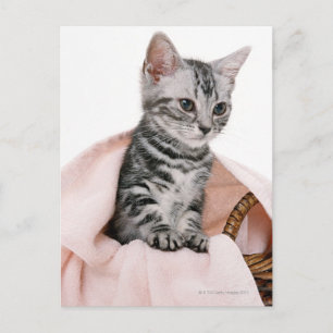 American Shorthair 2 Postcard