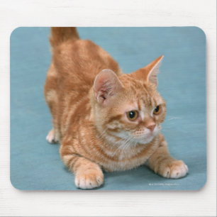 American Shorthair 3 Mouse Pad