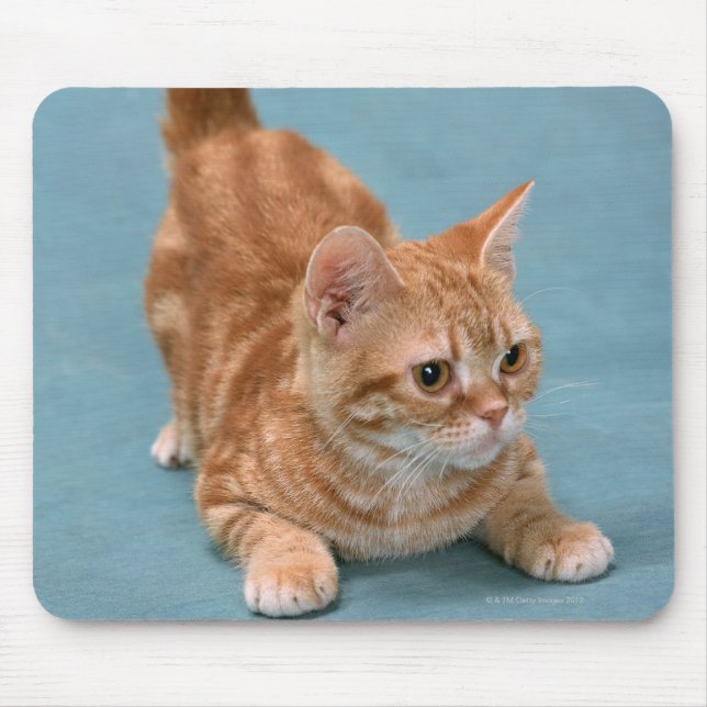American Shorthair 3 Mouse Pad (Front)