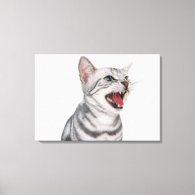 American Shorthair 5 Canvas Print (Front)
