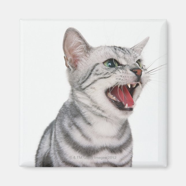 American Shorthair 6 Magnet (Front)