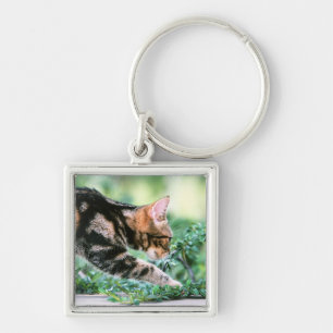 American Shorthair 7 Keychain