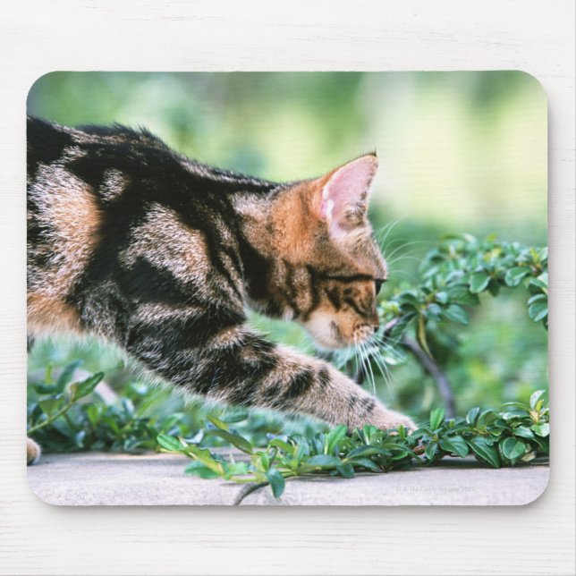 American Shorthair 7 Mouse Pad (Front)