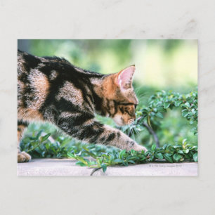 American Shorthair 7 Postcard