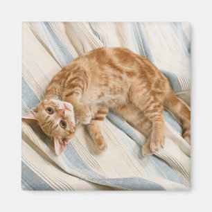 American Shorthair 8 Magnet