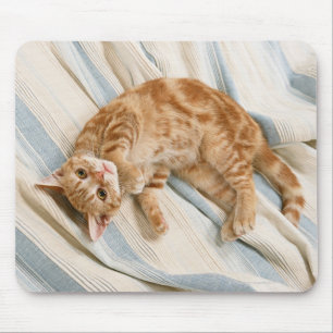 American Shorthair 8 Mouse Pad